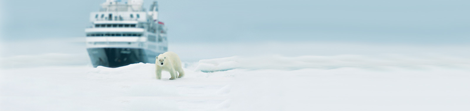 Polar Bear - AECO
