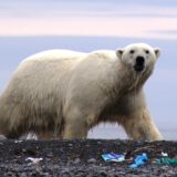 Clean Seas Guidelines for Visitors to the Arctic