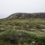 Vegetation covering remains, may make them difficult to find. Thule homestead, Greenland. Photo: Ólafur Rafnar Ólafsson.