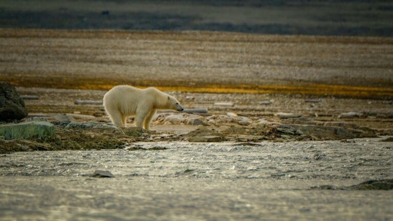 Thumbnail for Polar Bear